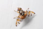 middellandse zeevlieg (Ceratitis capitata) 5-2014 9804